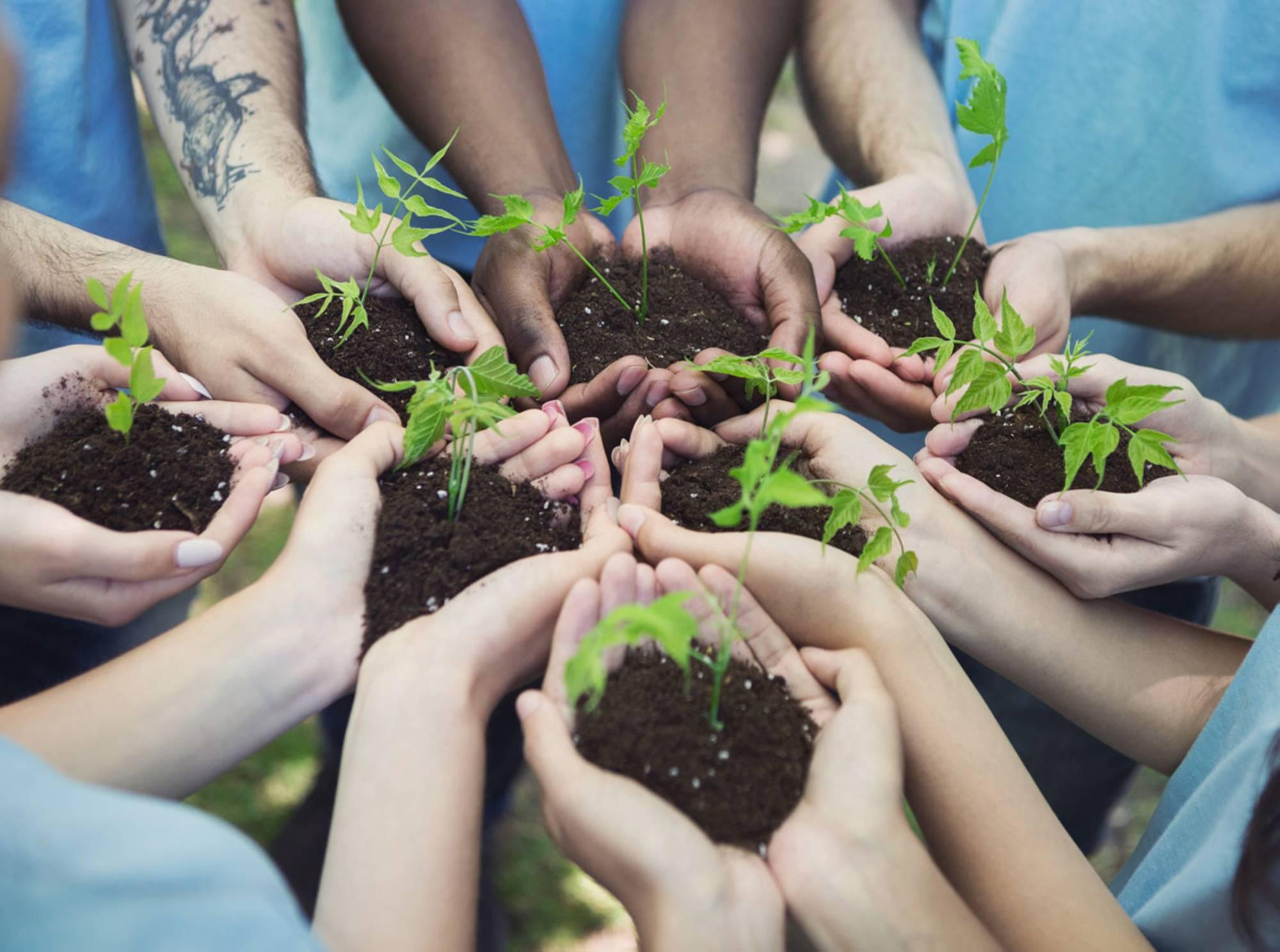 Hands holding soil with new tree sprouts